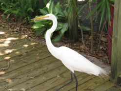 Egret